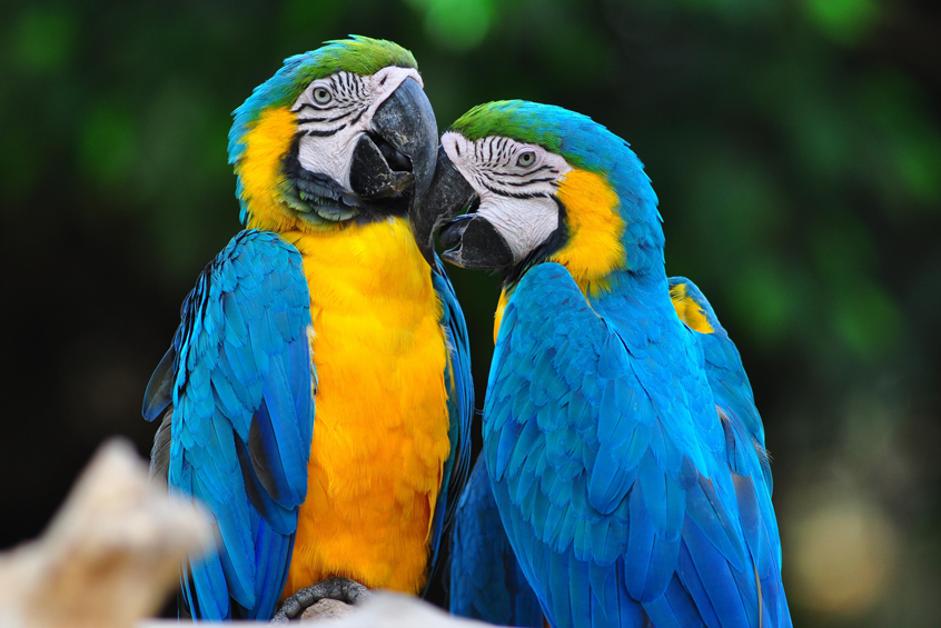 Healthy Parrots and Safe Shipping