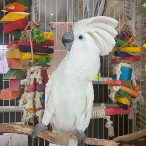 Apollo – Umbrella Cockatoo parrot