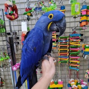 Casper – African Grey parrot for adoption