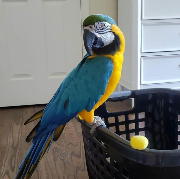Coco – Blue and Gold Macaw parrot