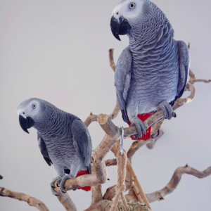 Cosmo and Pepe – bonded exotic parrots