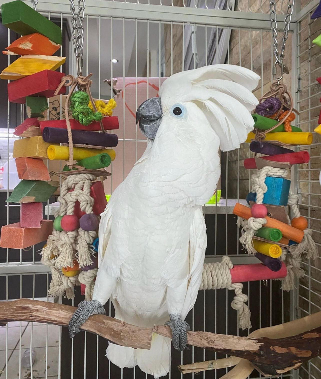 Apollo – Umbrella Cockatoo