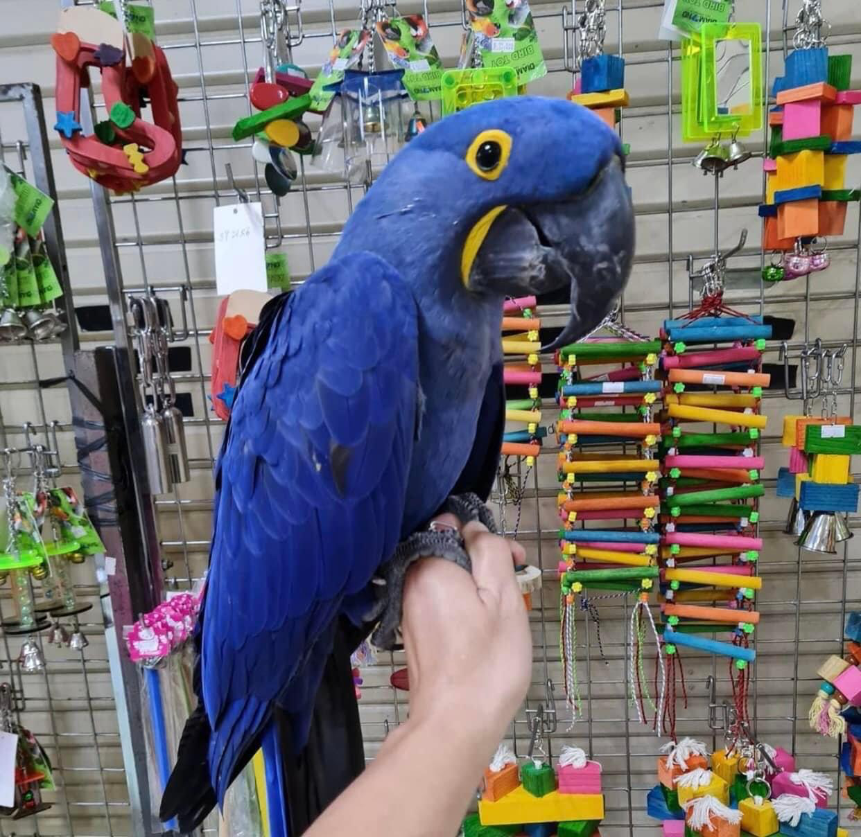Casper – African Grey Parrot available for adoption
