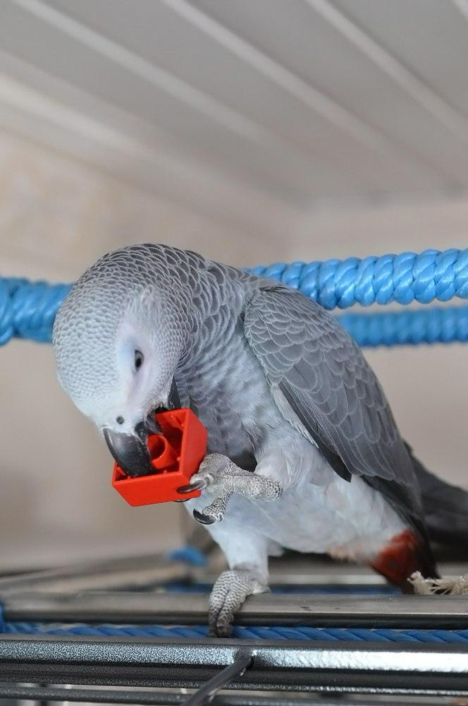 Cookie – African Gray Parrot