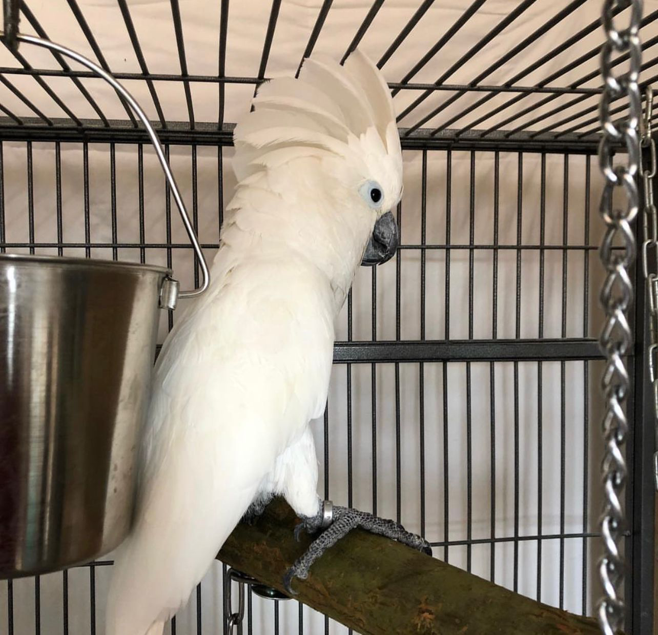 KaKa – White Cockatoo