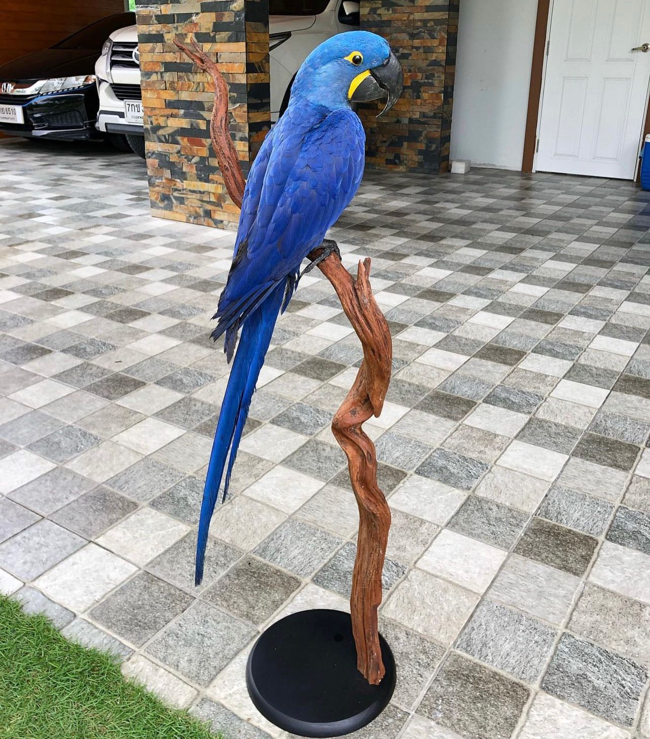 RING NECKED PARAKEETS