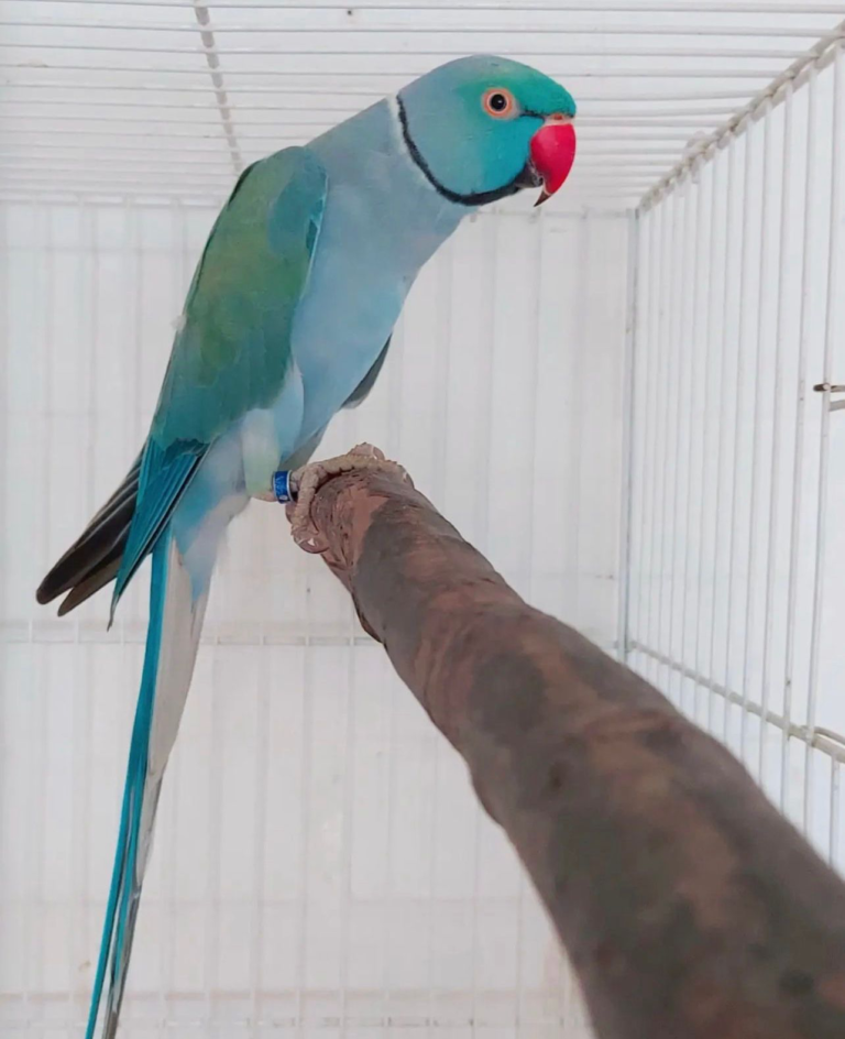 Ring Necked Parakeets