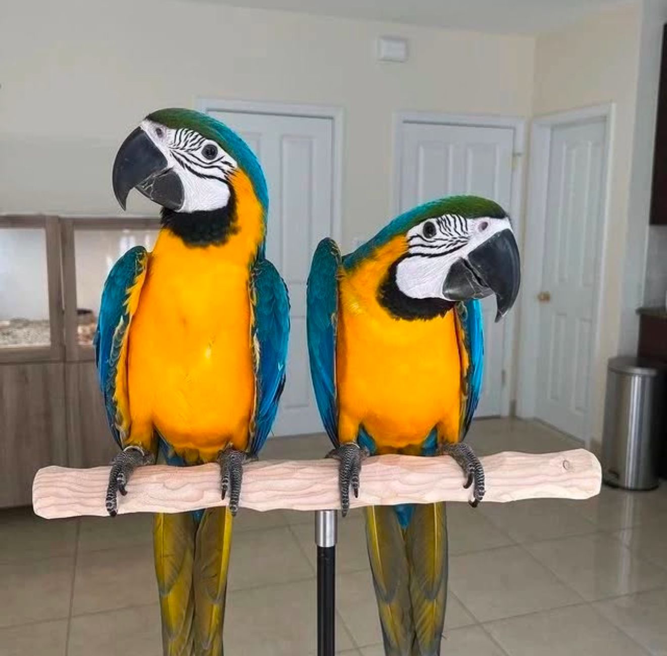 Blue & Gold Macaw Parrots
