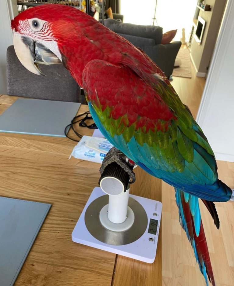 Green Wing Scarlet Macaw